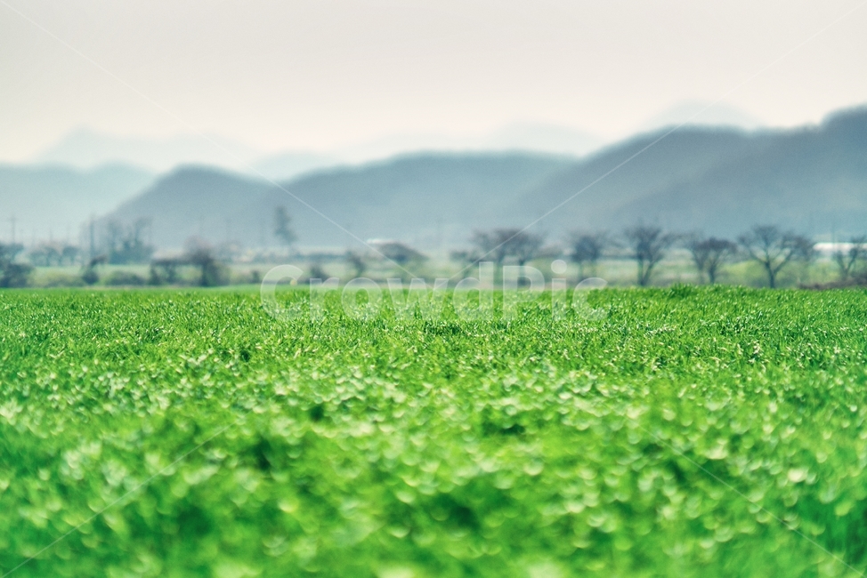 보리밭,봄,장흥,풀밭,풀,아침,자연,풍경,nature,landscape,field,들,outdoors,옥외