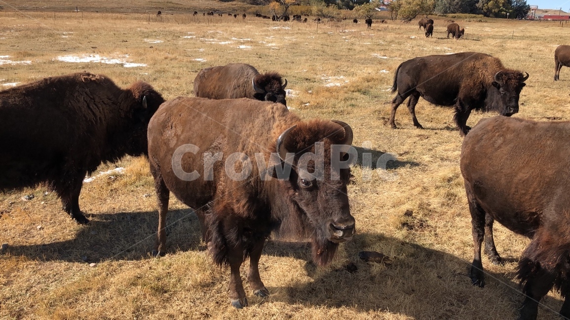 버팔로,소,포유류,가축,미국소,동물,animal,포유류,mammal