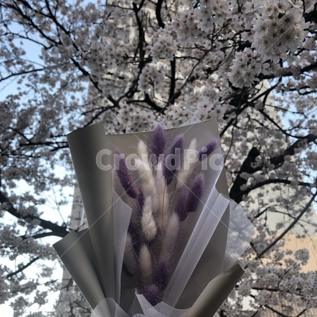 꽃,벚꽃,꽃다발,봄,강아지풀,봄꽃,나무,봄,계절,spring,season,기념일,축하,anniversary,congratulation,celebrate,celebration,plant,식물,blossom,cherry blossom,flower