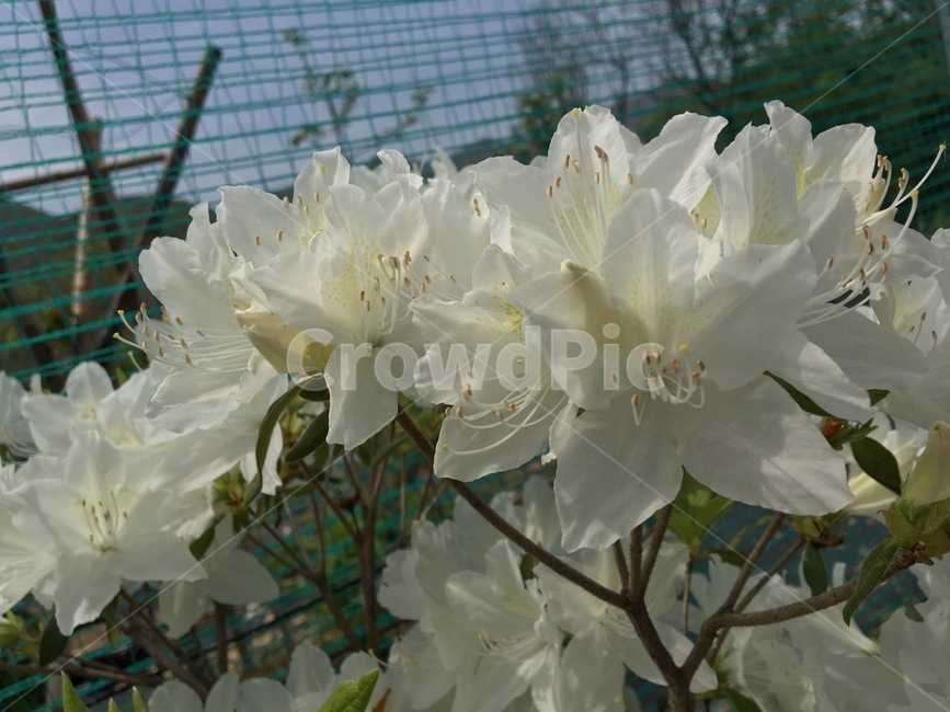 꽃,식물,하늘,근접,흰색,식물,자연,plants,nature,꽃,flower