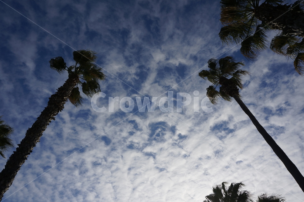 palmtree,야자수,plant,식물,arecaceae,tree,나무,구름,cloud,하늘,sky,잎,leaf,white,하얀,파란,blue,식물,자연,plants,nature,나무,trees,wood