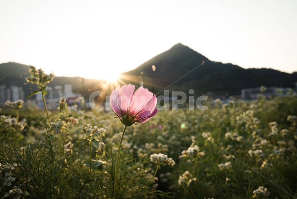 코스모스,해질녘,메밀밭,꽃,따뜻함,가을,계절,fall,autumn,season,식물,자연,plants,nature,꽃,flower,flare,플레어,light,빛,plant,blossom,petal,꽃잎