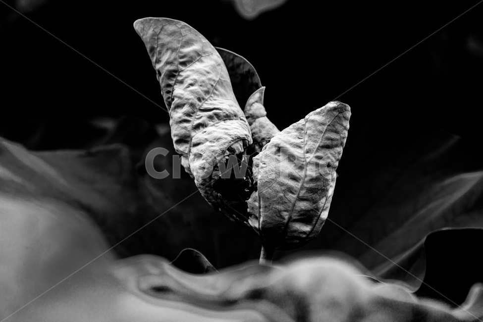 문양,무늬,연잎,패턴,습지,식물,자연,plants,nature,흑백,모노톤,monochrome,black and white