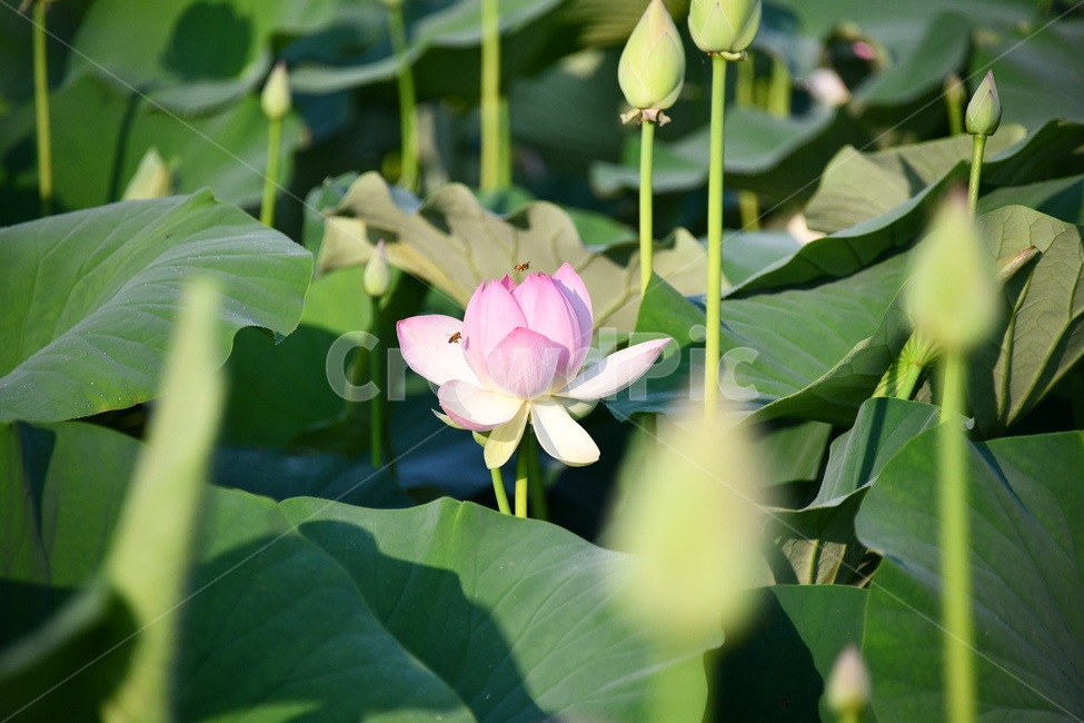 꽃,접사,연꽃밭,식물,자연,plants,nature,flower,분홍색,핑크색,연잎,연꽃