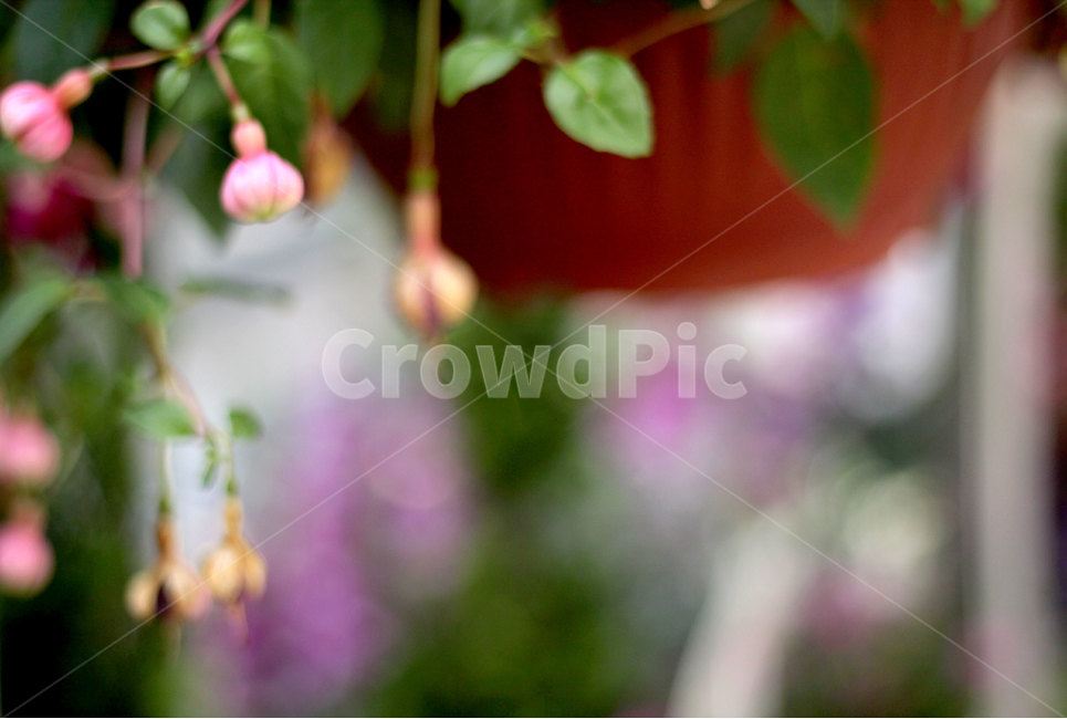 후크시아,꽃,화분,꽃봉오리,나뭇잎,식물,nature,flower,plants,색상,색감,색채,나무,가지,줄기,잎,싱그러운,야생화,원예