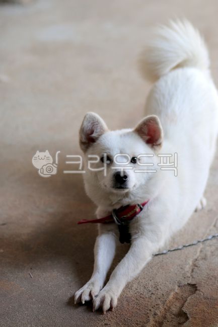 yawning dog,white dog,sitting dog,Pets,yard dog,dog stretching,animal,bowwow,Dog,dog,mammalia,pet