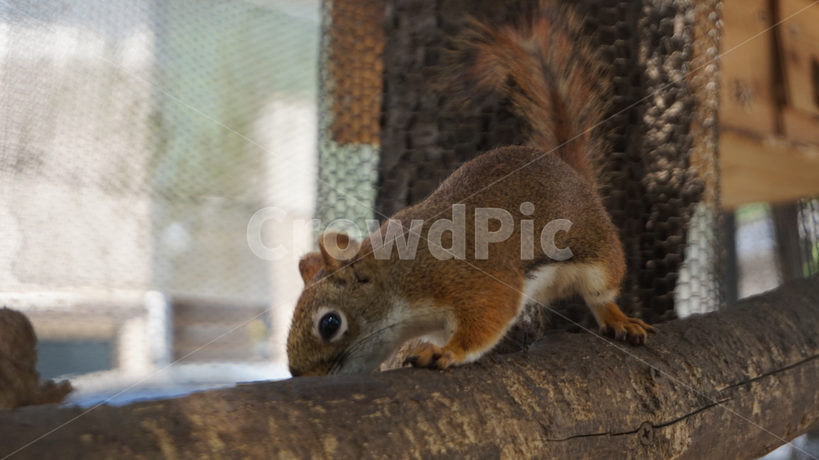 다람쥐,동물원,animal,동물,포유류,mammal,rodent,설치류,squirrel,청설모,동물,animal,포유류,mammal