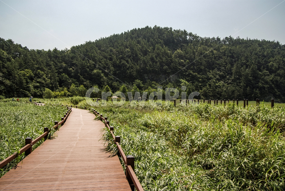 자연,풍경,순천,순천만국가정원,갈대밭,식물,여름,landscape,nature,summer,plants,자연,풍경,nature,landscape,boardwalk,산책로,building,건물,bridge,다리