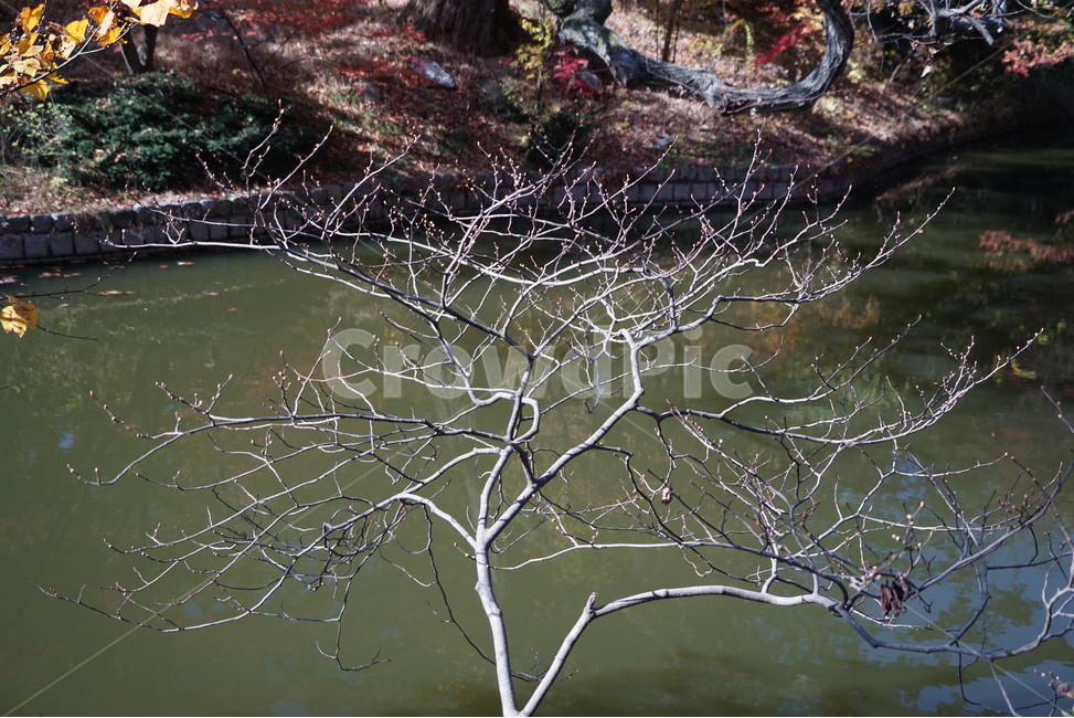 가을,연못,나무,tree,풍경,나무가지,plant