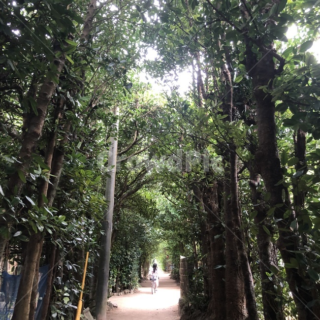 가로수길,자전거,뒷모습,오키나와,일본,자연,풍경,nature,landscape,garden,정원,outdoors,옥외,arbour,정자