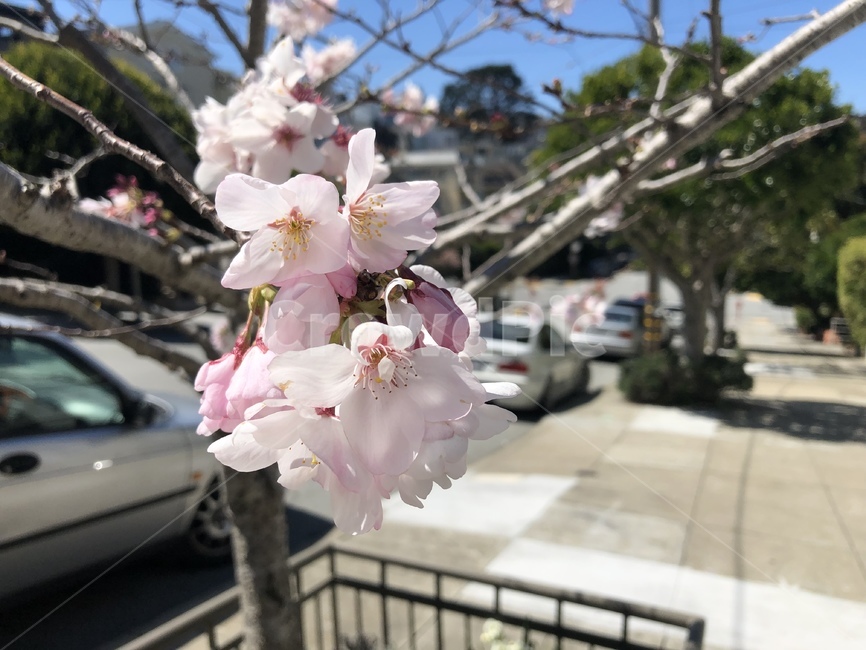 blossom,꽃,flower,plant,cherryblossom