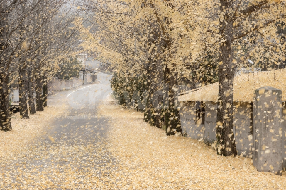 가을,은행잎,노란,나무,한국적인,단풍,풍경,autumn,yellow,지다,낙엽,leaves,tree,landscape,fall,leaf,자연,풍경,nature,landscape,가을,계절,fall,autumn,season,outdoors,옥외,snow,눈,storm,폭풍,blizzard,눈보라,winter,겨울