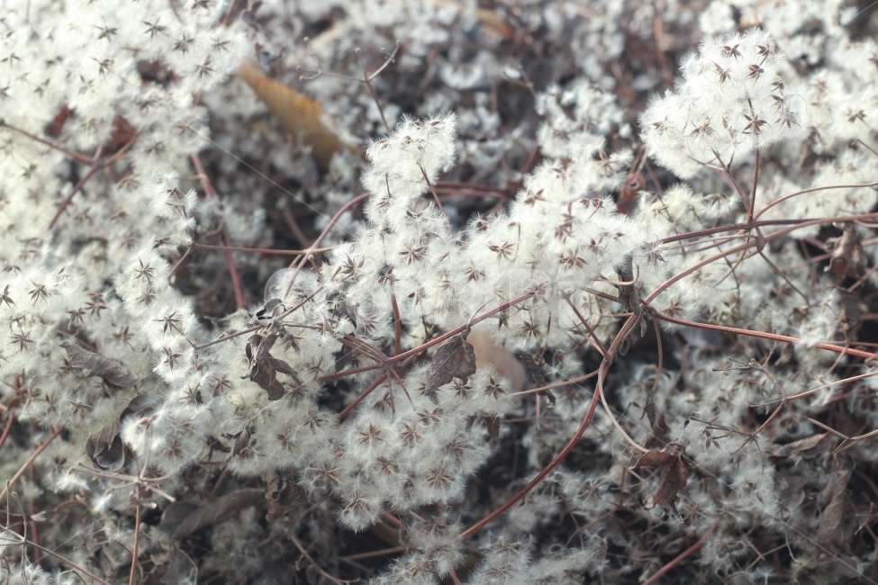 자연,꽃,식물,감성,겨울,겨울,계절,winter,season,식물,자연,plants,nature