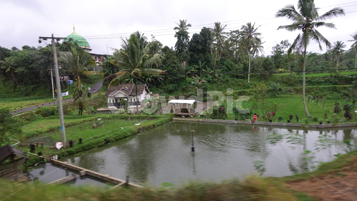초록,green,paddyfield,field,grass,논,자연,nature,열대,summer,야자수,tree,palmtree