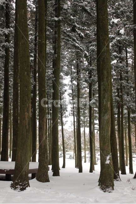 제주,제주도,겨울,나무,겨울나무,절물,눈,겨울,계절,winter,season,자연,풍경,nature,landscape,tree,plant,식물,tree trunk,나무 줄기