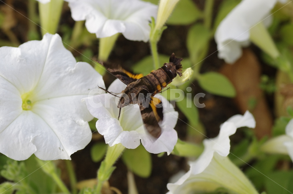 박각시나방,벌새,흰꽃,꽃,곤충,나방,꿀,beauty,macro,closeup,honey,moth,insect,flower,비행,감성,감정,자연,계절,접사,매크로,클로즈업,확대,가을곤충,여름곤충,여름,가을,동물,animal,곤충,벌레,insect,bug