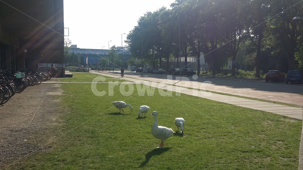 거위들,잔디밭,델프트,공대,goose,delft,university,네덜란드,자전거