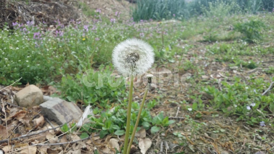 민들레홀씨,민들레,홀씨,국화과,민들레씨앗