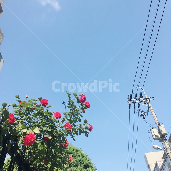 장미,꽃,하늘,풍경,감성,rose