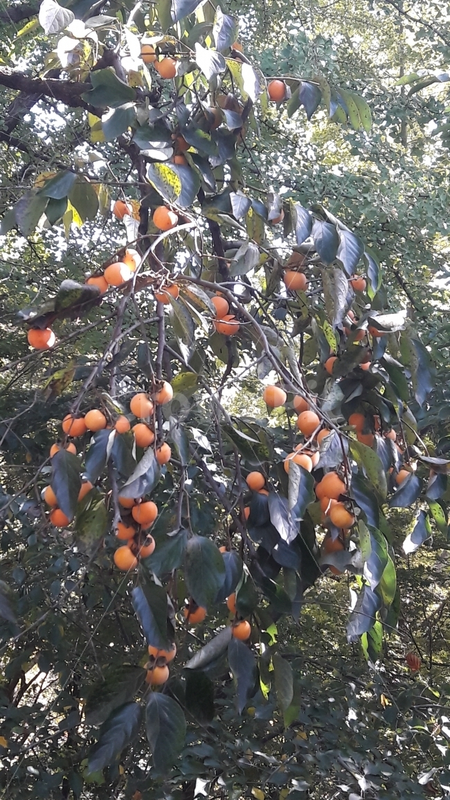 가을,감,열매,초록,주황,가을,계절,fall,autumn,season,음식,식재료,요리,food,cook,meal,dishes,food reserves,과일,열매,fruit,plant,식물,persimmon