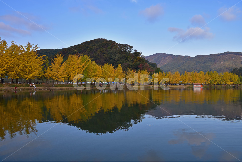 lake,호수,nature,자연,가을,반영,가을풍경,은행나무,호수반영,자연,풍경,nature,landscape,한국자연풍경,한국자연경관,korea nature landscape