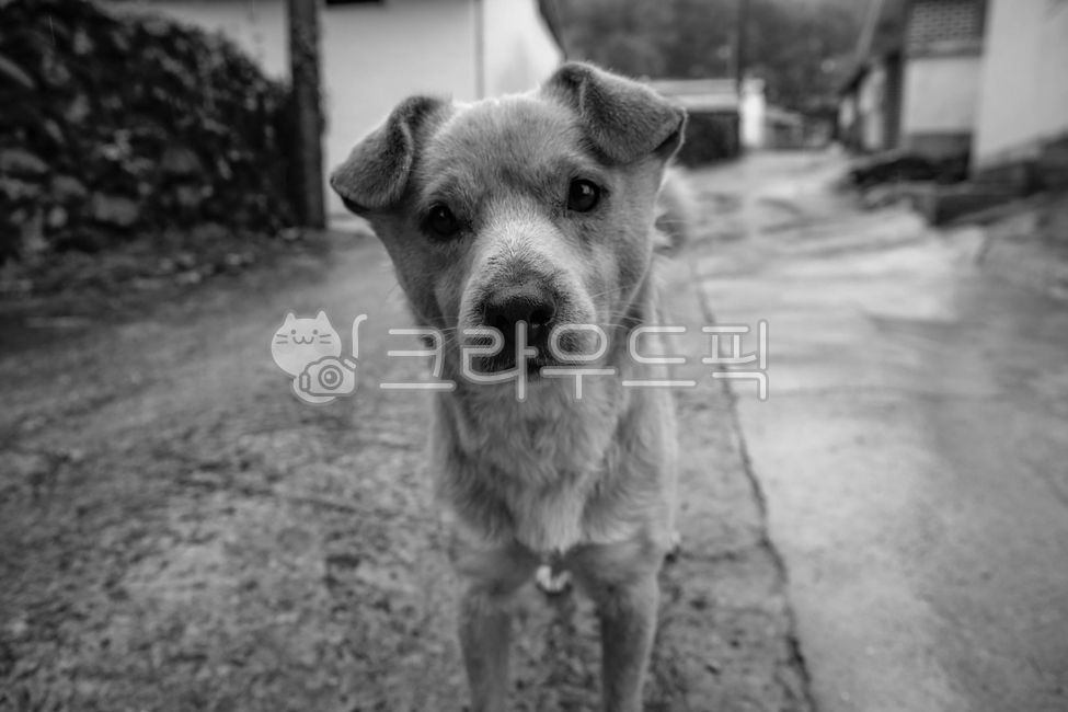 개,동물,누렁이,시골개,시골강아지,잡종,귀여움,기지개,dog,mammal,pet,애완동물,포유류,animal