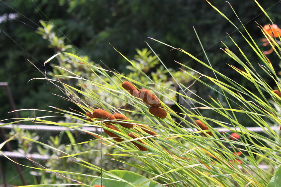 갈대,숲,바람,녹색,식물,갈대숲,식물,자연,plants,nature