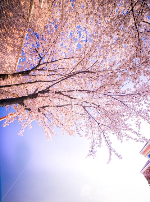 벚꽃나무,꽃,벚꽃,하늘,푸른하늘,분홍색,봄,봄,계절,spring,season,야경,밤,풍경,nightscape,night,landscape,식물,자연,plants,nature,꽃,flower,나무,trees,wood,휴식,힐링,rest,relaxation,healing,plant,blossom,cherry blossom