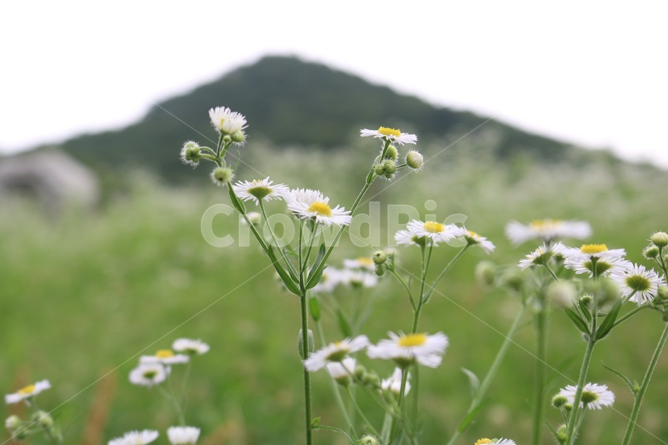 계란꽃,꽃,식물,자연,산,하늘,eggflower,tamagohana,flower,hana,plants,shokubutsu,nature,mountain,yama,sky,sora,흰색,white,노랑,yellow,kiiro,shiro,식물,자연,plants,nature,꽃,flower