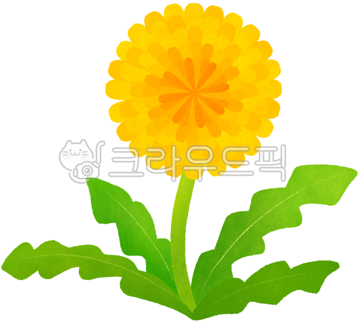 민들레,민들레꽃,민들레일러스트,노란민들레꽃,민들레홀씨,민들레꽃송이,민들레삽화,민들레그림,민들레손그림,꽃,식물,야생화,봄꽃,노란꽃,dandelion,flower,nature,plantae