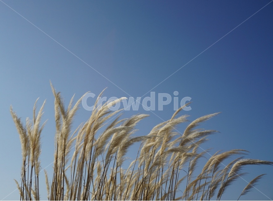 sky,하늘,억새,silvergrass,식물,가을,계절,fall,autumn,season,grass,잔디,plant,lawn