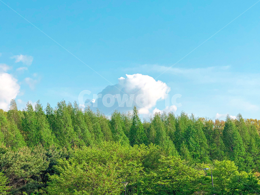 구름,초록초록,깨끗함,봄,흰구름,자연,풍경,nature,landscape,tree,나무,plant,식물,fir,전나무