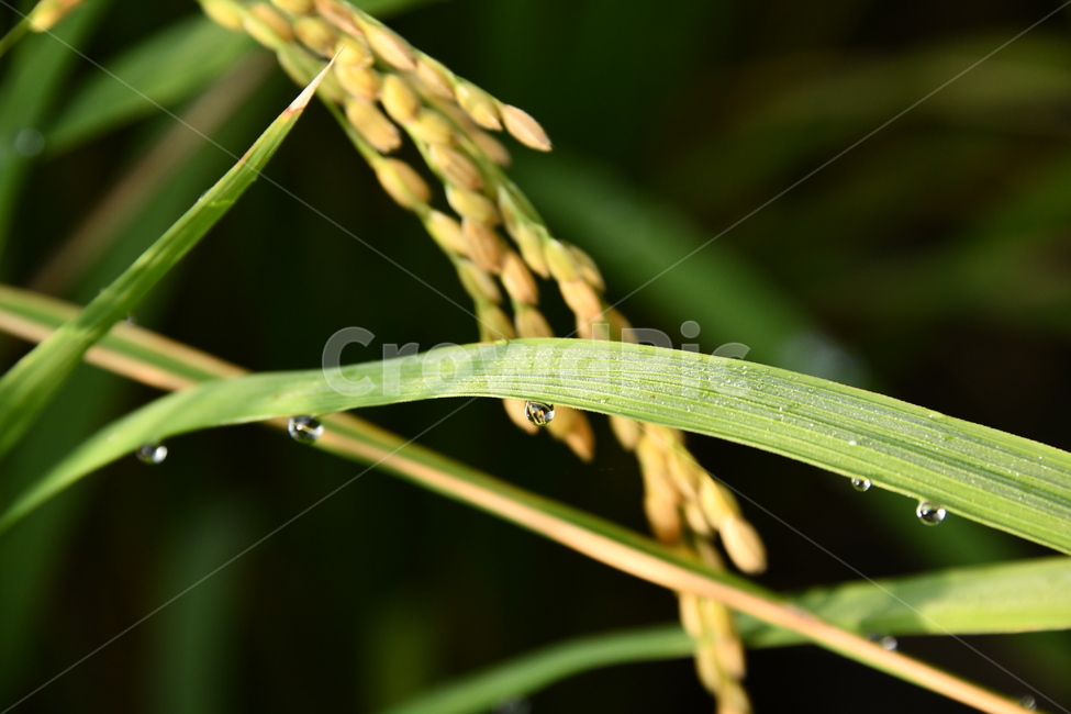식물,초록,가을,열매,벼,벼이삭,물방울,농업,농사,agriculture,farming,farming industry