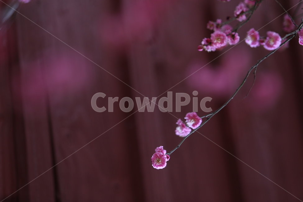 식물,plant,blosson,매화꽃,봄꽃,홍매화,핑크색꽃,벚꽃,flower,koreanflower,maewha,springflower,japaneseapricot,pinkflower,cherryblossoms,petal,꽃,식물,자연,plants,nature,꽃,flower