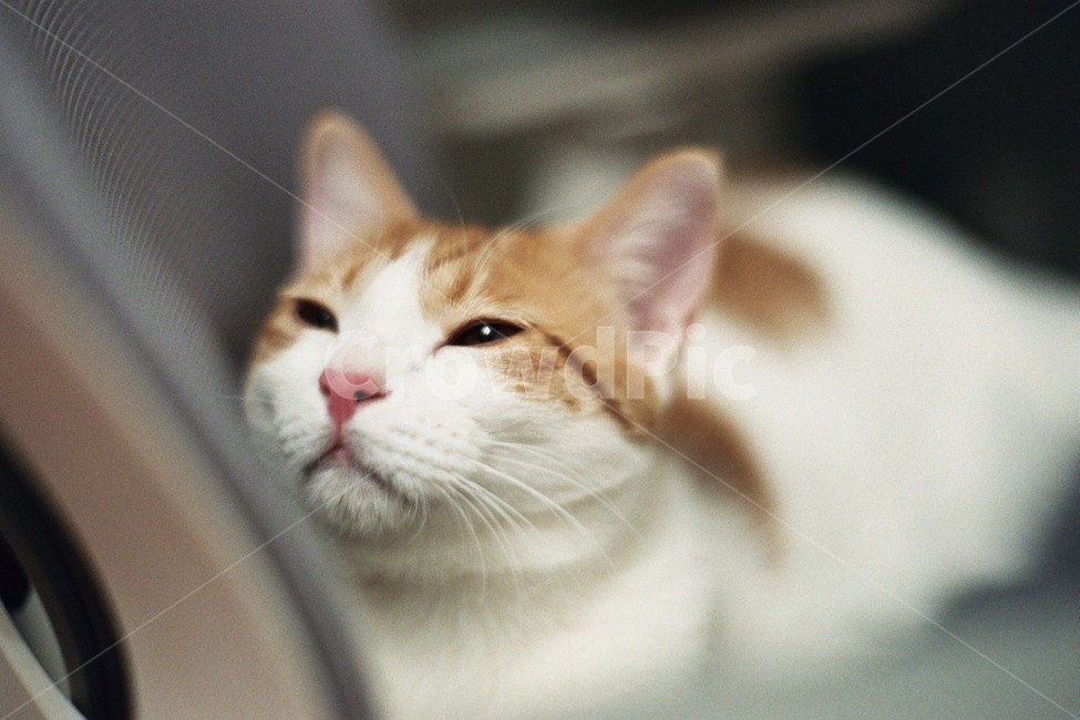 고양이,봄,낮잠,나른함,치즈고양이,치즈태비,코숏
