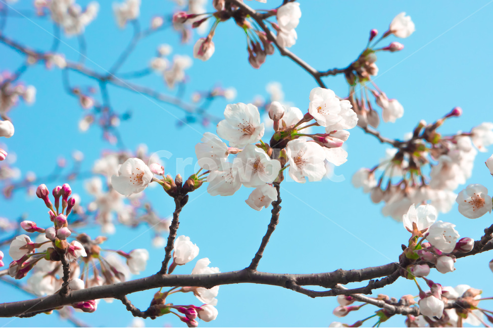 벚꽃,봄,cherryblossom,flower,꽃,꽃나무,flowers,진해군항제,하늘,sky,풍경,whiteflower,사쿠라,자연,나뭇가지,벚꽃나무,식물,spring,봄,계절,spring,season,식물,자연,plants,nature,꽃,flower,plant,blossom