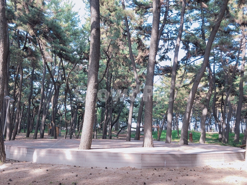 소나무,공원,산책,침엽수,나무,식물,tree,정자,나무줄기,garden,식물,자연,plants,nature,나무,trees,wood