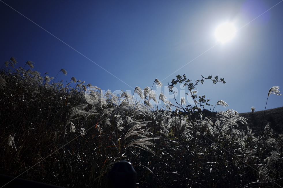 plant,식물,grass,잔디,억새,억새풀,들판,nature,자연,옥외,outdoors,reed,갈대