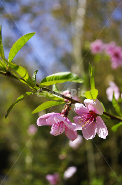복사꽃,꽃,flower,계절,봄,spring,식물,자연,plants,nature,꽃,flower