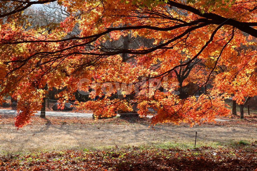 내장산,내장산단풍,빨강색,자연,plant,식물,tree,나무,leaf,잎,maple,단풍
