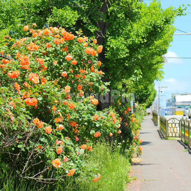 감성사진,자연,꽃,장미,색감,보정,flower,summer,nature,길,식물,자연,plants,nature,꽃,flower