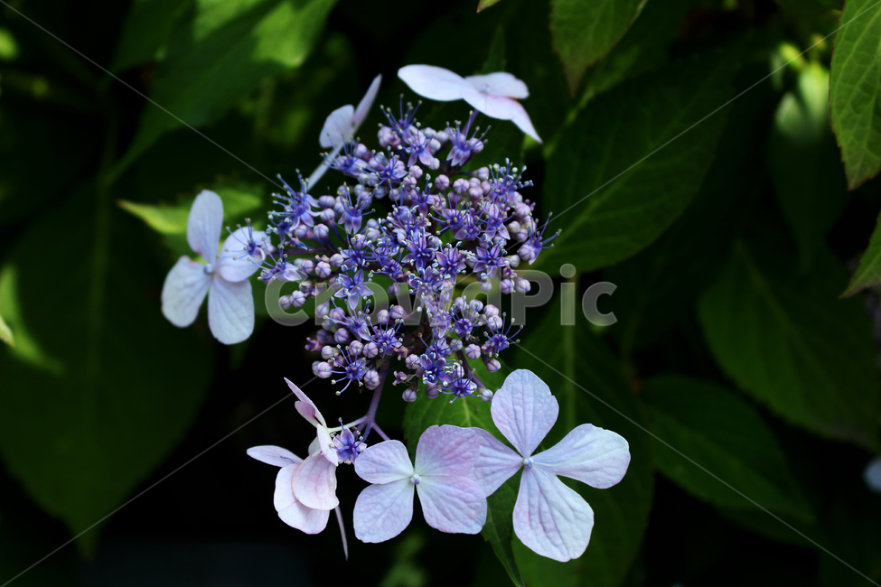 plant,leaf,flower,나뭇잎,식물,꽃,식물,자연,plants,nature,꽃,flower