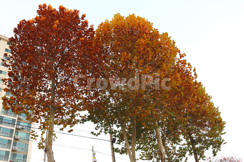 나무,단풍,단풍나무,자연,가을,나뭇잎,식물,가을,계절,fall,autumn,season,식물,자연,plants,nature,나무,trees,wood,tree,plant,maple