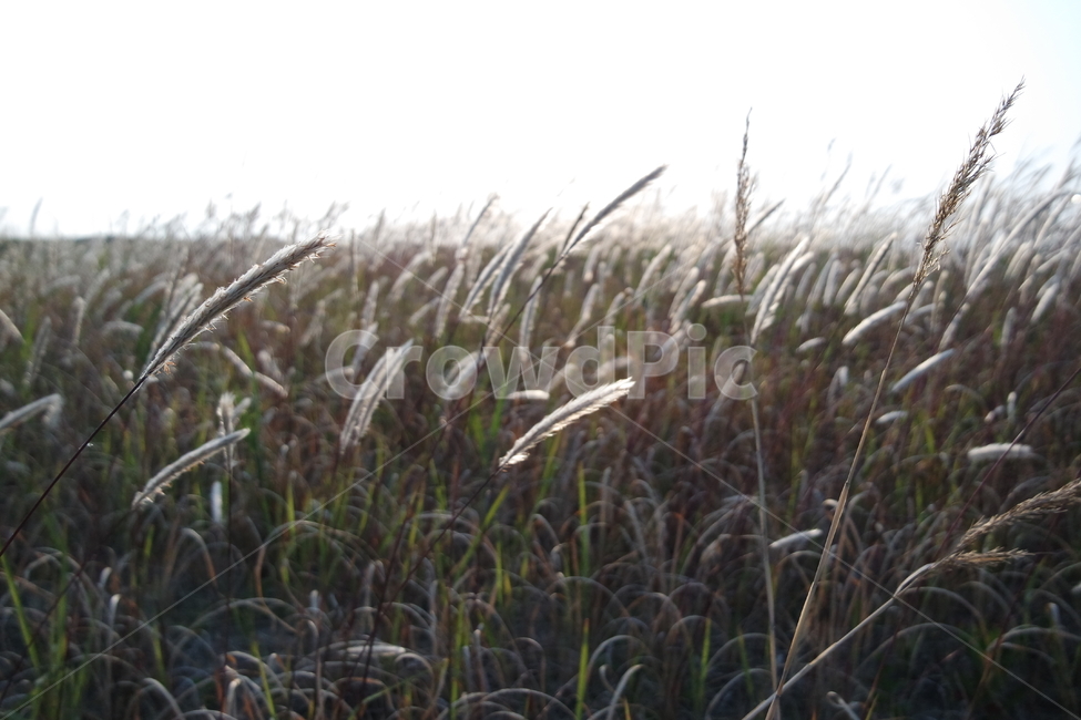 가을,갈대,갈대밭,autumn,reed,바람