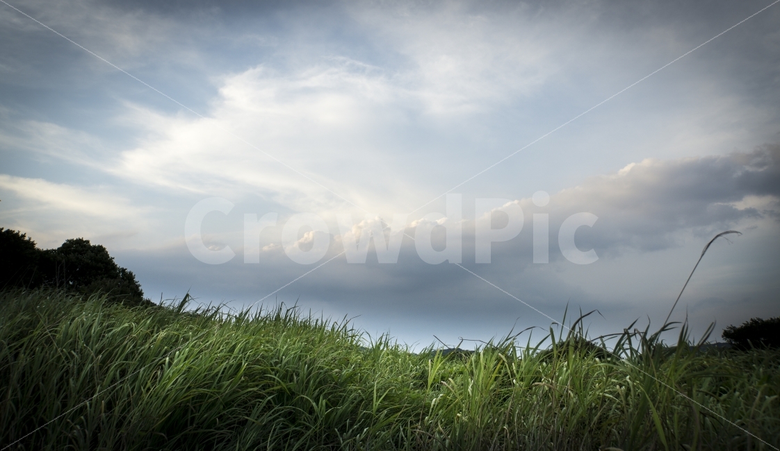 석양,여름,여행,우포늪,자연,창녕,풍경,구름,풀,하늘,sky,자연,풍경,nature,landscape,여름,계절,summer,season,plant,식물,grass,잔디