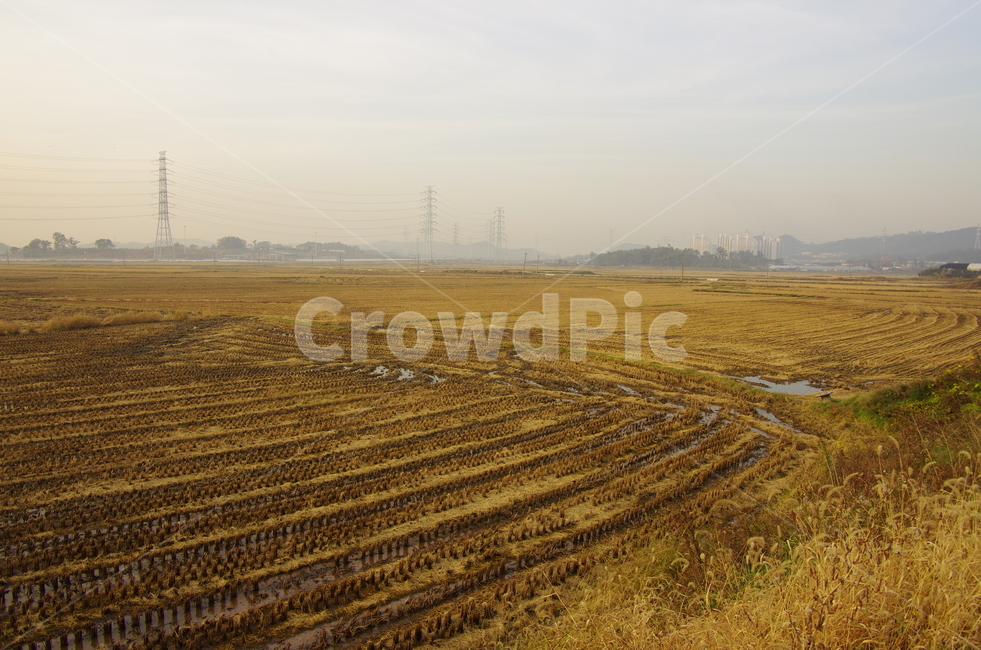 가을들판,가을,들판,추수,벼,scene,view,feeling,emotion,nature,landscape,풍경,감정,감성,자연,계절,rice,ricefield,autumn,fall,풍경사진,감성사진,정취