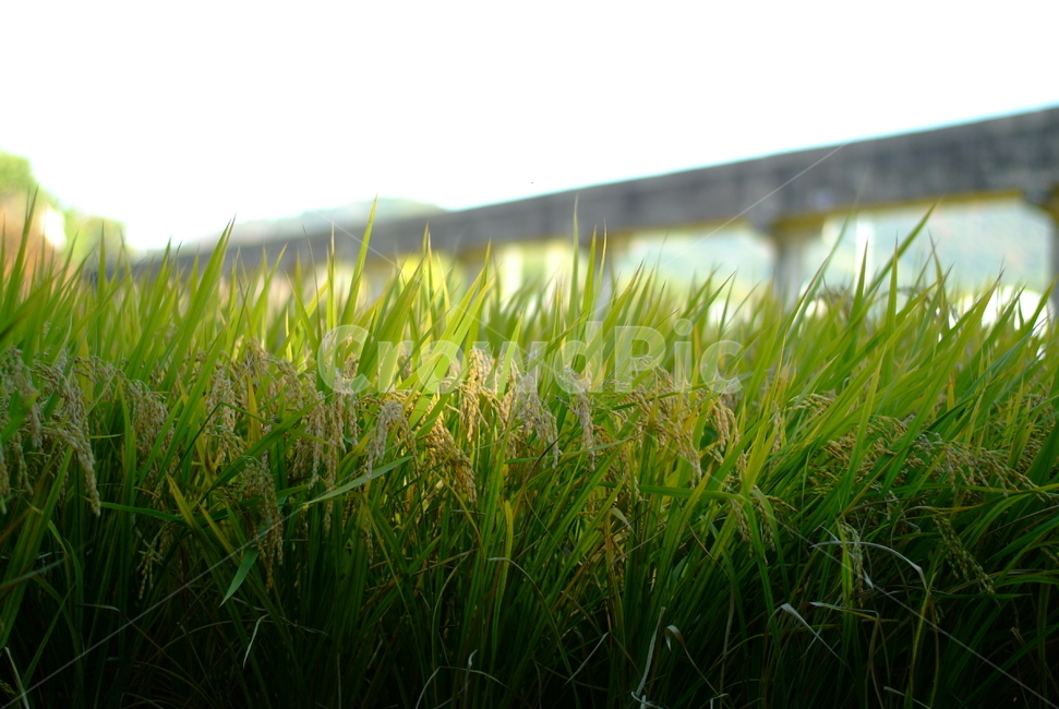 가을,논,식물,자연,하늘,plant,sky,계절,fall,autumn,season,나무,시골,벼,농촌,농업,농사,agriculture,farming,farming industry