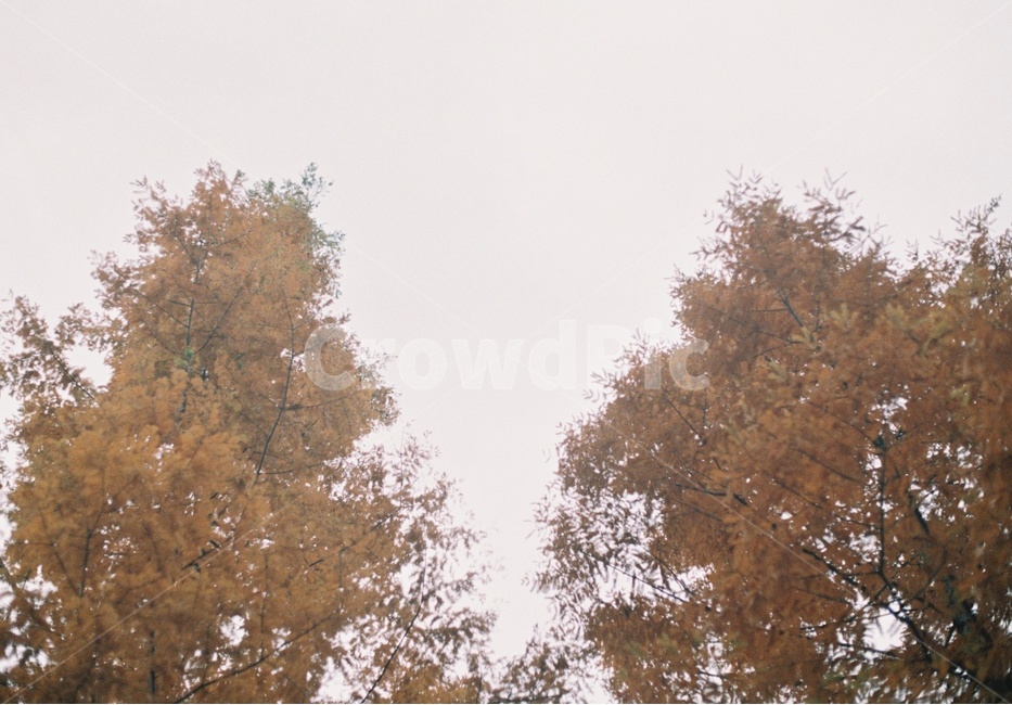 나무,두그루,가을,하늘,친구,가을,계절,fall,autumn,season,식물,자연,plants,nature,나무,trees,wood,tree,plant