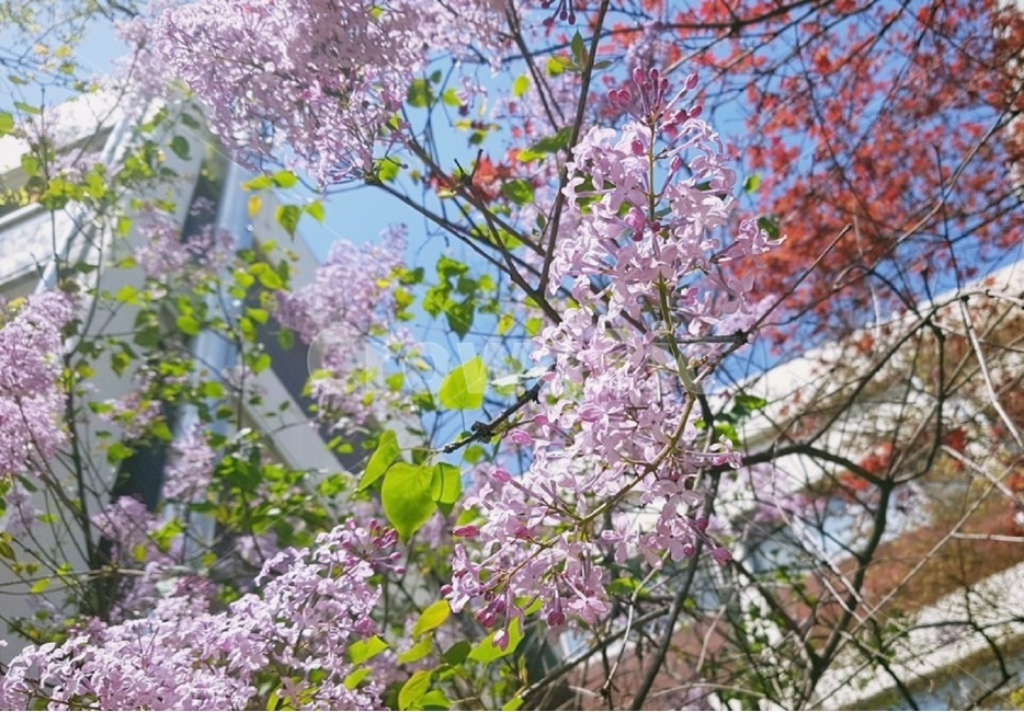 plant,식물,flower,꽃,blossom,식물,자연,plants,nature,꽃,flower