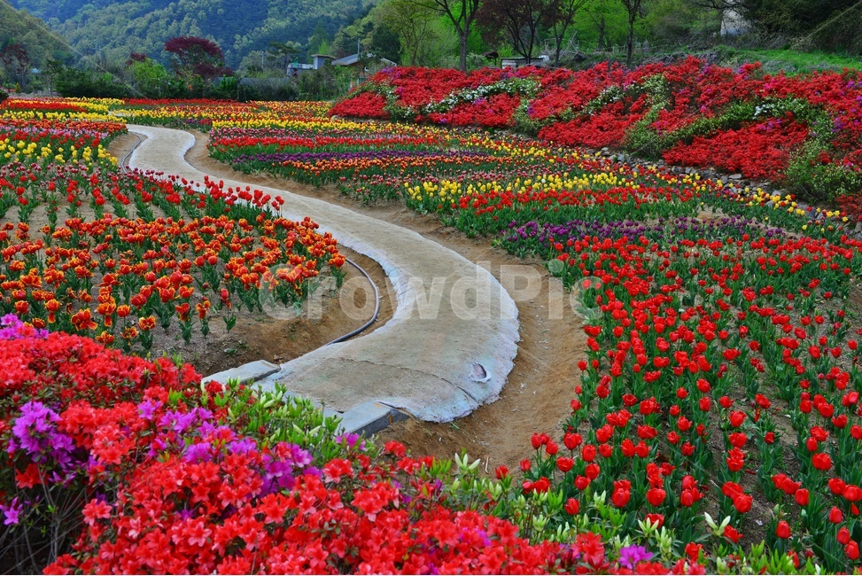 무등산,동적골,튤립축제,철쭉,노랑,빨강,봄,계절,패턴,tulip,튤립,plant,식물,blossom,flower,꽃,자연,풍경,nature,landscape